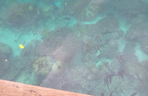 Raja Ampat Resort | Korain Home Stay