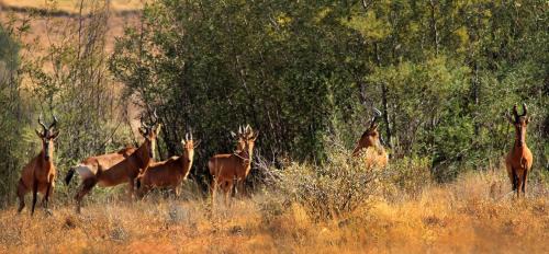 Emakhazeni House | Kwaggaskop Game Farm - near Dullstroom