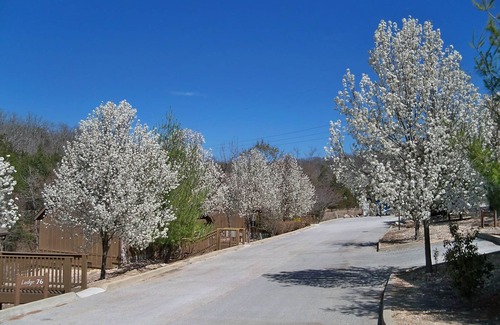 Reeds Spring Cabin | L078B, 1Br Cabin,Don’t Miss 15% Off #+Nts September Stays SEE DESC. BELOW
