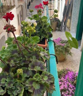 Mola di Bari House | La Casa di Nonna Sisina