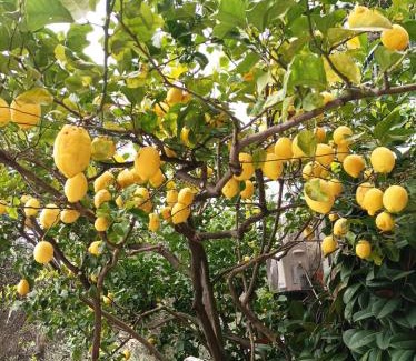 Borgo Antico Apartment | Lemon Apartment Monterosso - 5 Terre