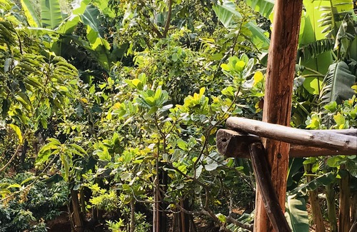 Kurunji Other | Lemontree Farms - The Perfect Weekend Getaway Near Mumbai/Pune.