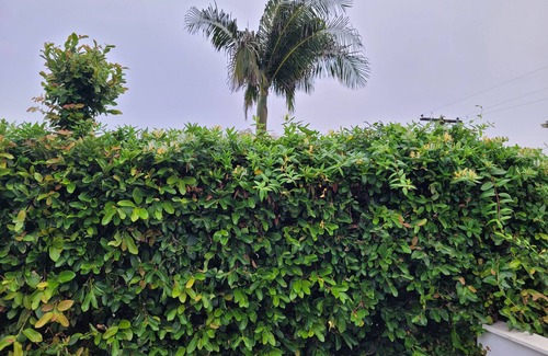 Leucadia Cottage | Leucadia Charming Beach Cottage 2 blocks to beach. Private yard & outdoor shower