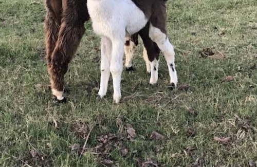 Omaha House | Llama House -**Self distance in peaceful country style!! Close to town though!!