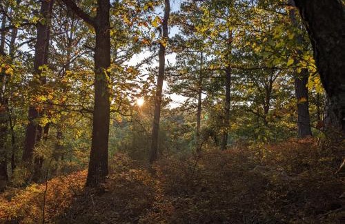 Eureka Springs House | Loblolly Pines Adventure Aframe #2