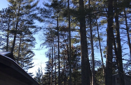 Pine River House | Log home nestled in tall pines near Norway Lake