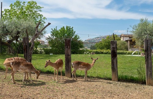 Citta Sant'Angelo Apartment | Lovely apartment for 4 people with WIFI, pool, A/C, TV, patio and pets allowed