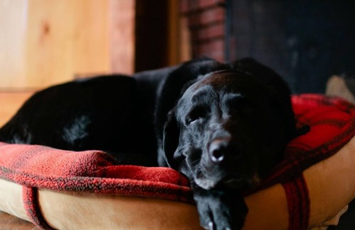 Warren Hotel | Luxury family suite and you can bring the dog!