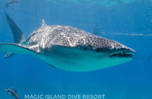 Moalboal Resort | Magic Island Dive Resort