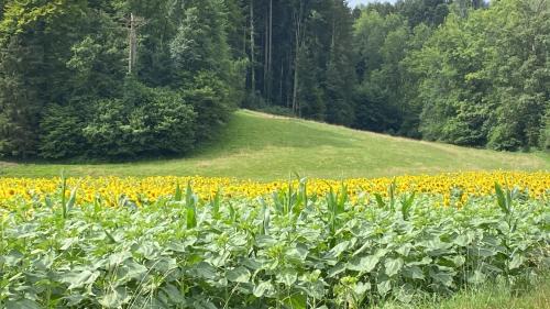 Roche Bed & Breakfast | Maison verte