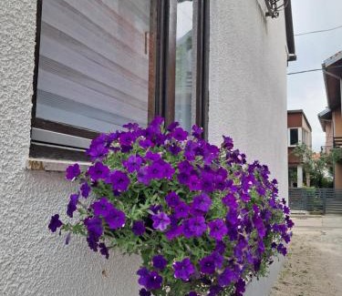 Mali Radic Apartment | Mario