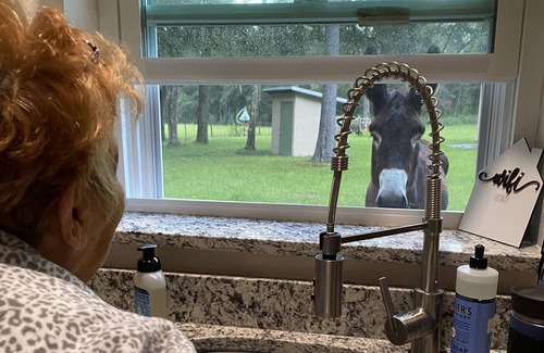 Brooksville Cottage | MarLy Hobby Farm In Brooksville, Florida