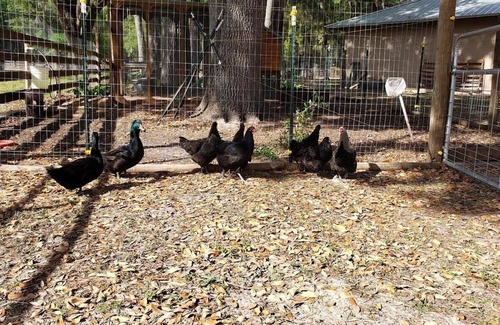 Brooksville Cottage | MarLy Hobby Farm In Brooksville, Florida