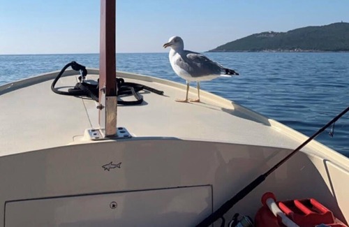 Podgorica House | Mobile Home - Alpha Campers Montenegro - Our Red Westfalia Bus