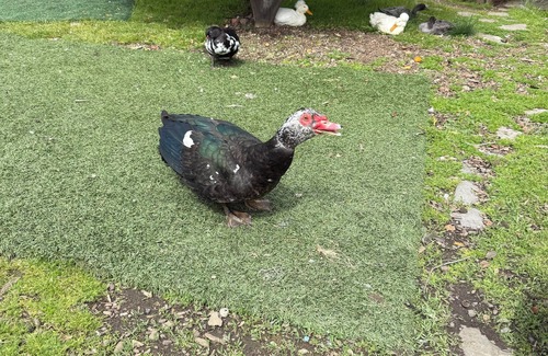 Strawberry House | Modern Airstream with WiFi and AC in Charming Mill Valley with Backyard Ducks