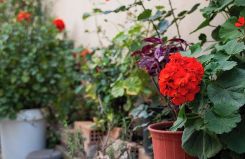 Tripoli Apartment | Modern & Sunny apartment with Garden View in the heart of the city center NYX 1