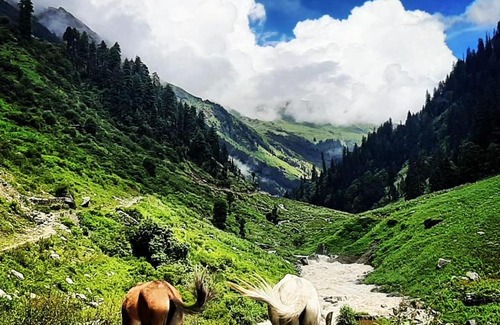 Kullu House | Muzik Cafe and Homestay