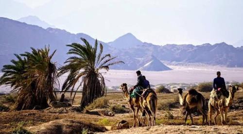 Sharm El Sheikh Other | Nabq Adventure Camp
