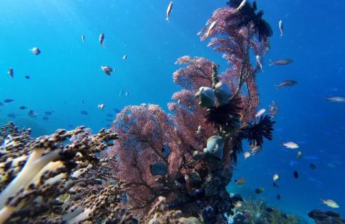 Raja Ampat House | Naviza Homestay raja ampat
