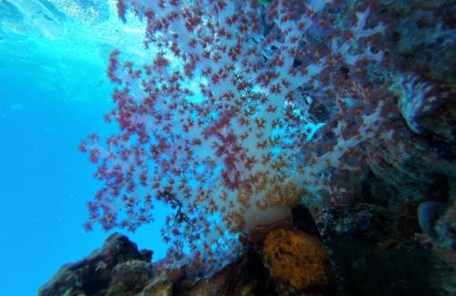 Raja Ampat House | Naviza Homestay raja ampat
