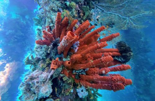 Raja Ampat House | Naviza Homestay raja ampat