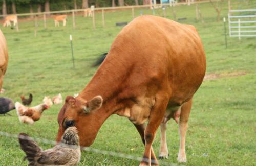 Palakkad Other | Nila Organica Farm Stay