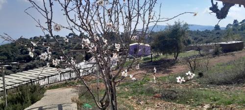 Suwailih Apartment | Offgrid Jerash-Ajlune MountainView Studio Shalea شاليه استوديو جبال جرش