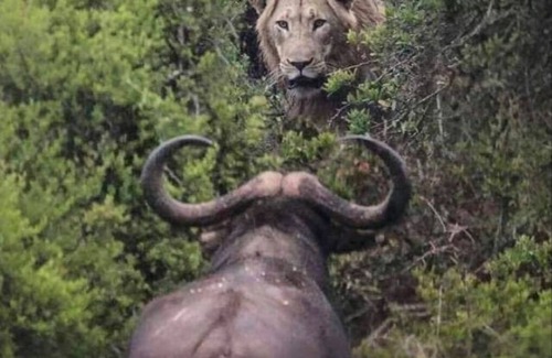Narok Cottage | oloiren safari camp