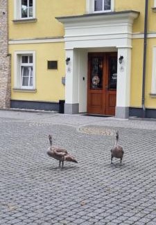 Zakrzow Bed & Breakfast | Pałac Lucja BB