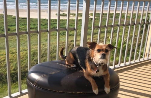 Galveston Condo | Palisade Palms High-Rise Resort - Amazing Sunrises and Beach Views, Dog Friendly