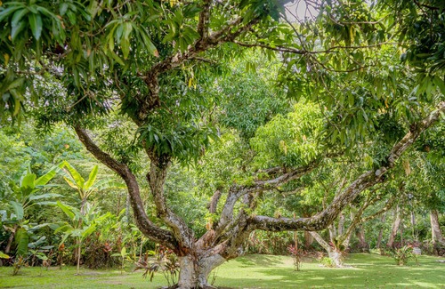 Barrio Santa Lucia Villa | Peaceful Workation in Our Garden Villa @ Jacó Beach