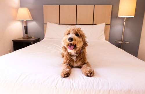Brentwood House | Perfect for Groups! 4 Units with Full Kitchens, Pets are Welcome!