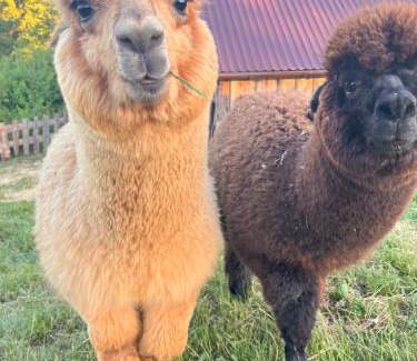 Kroscienko nad Dunajcem Ski Chalet | Pienińskie Herbarium dobre samopoczucie, wellness, mini zoo, poczujesz folklor Pienin