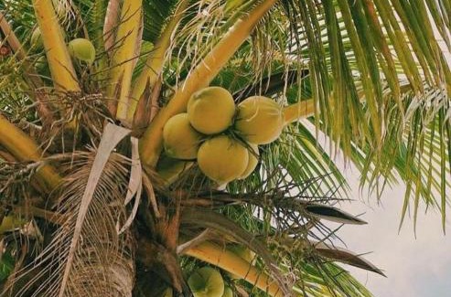 Puerto Plata Other | Playa Rene RD