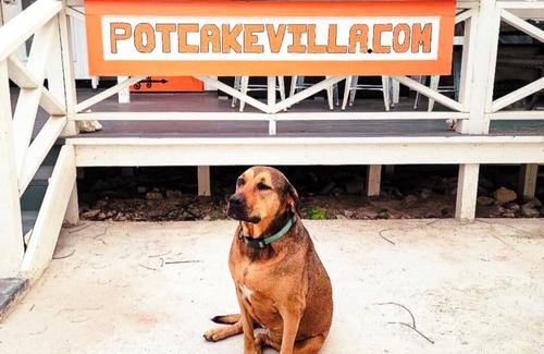 Cockburn Town Villa | Potcake Villa — Stay with Purpose: Support Animal Welfare