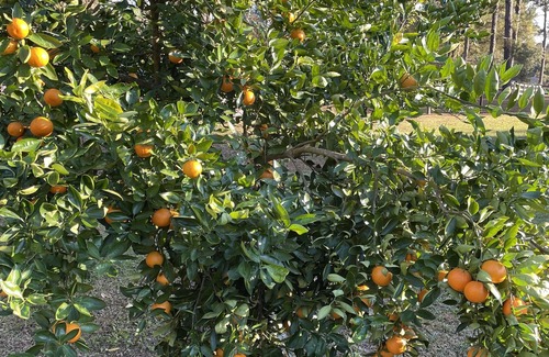 Havana Cottage | Private Gated Cottage 1,700 sqft hot tub, garden, oak and fruit trees.