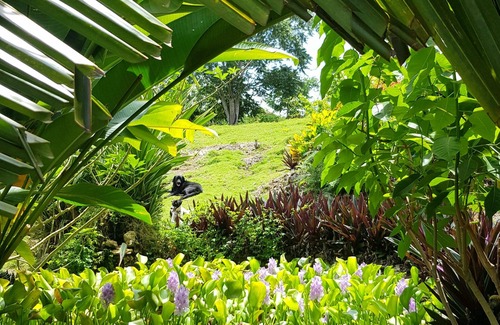 Orange Bay Apartment | Private hilltop jungle retreat