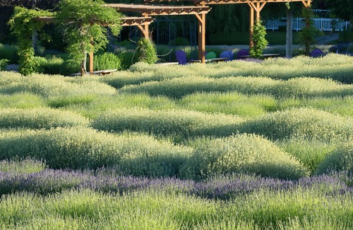 Sequim House | Purple Haze Lavender Farm