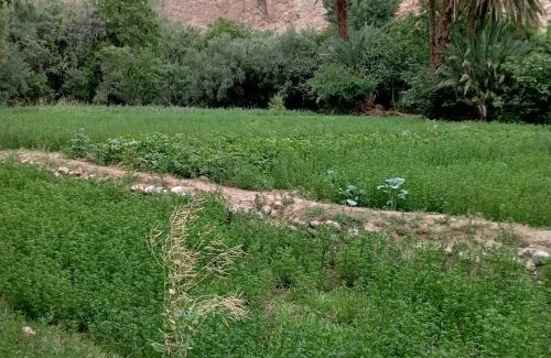 Toudgha El Oulia House | Riad La Fleur