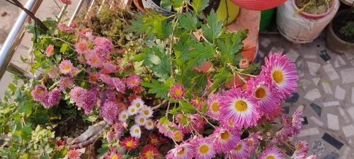 Allahabad Boat Rental | Sachan homestay