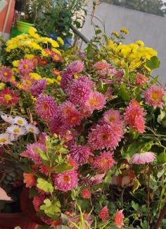 Allahabad Boat Rental | Sachan homestay