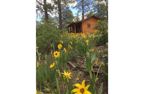 Lewis Cabin | Secluded Cozy Cabin in the Forest