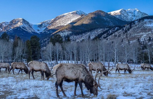 Estes Park Cottage | Seeking a cozy escape in the heart of the Rockies? Look no further!