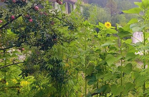 Kullu House | Shangarh JC Snow Valley
