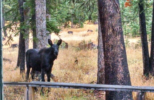 Silver Gate Cabin | SilverTip Cabins-Next to Yellowstone's NE Entrance, Silver Gate, MT