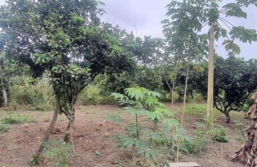 Inhambupe Bed & Breakfast | Sitio Rancho Feliz