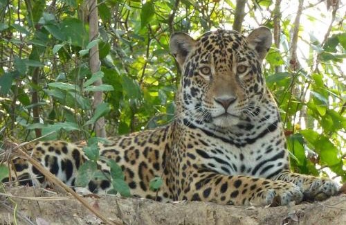 Nhecolandia Apartment | Spot Jaguar Pantanal South Lodgen wild Jaguar Tour
