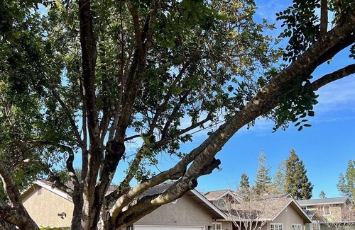 North Los Altos House | Summer Rental in Prime North Los Altos Location