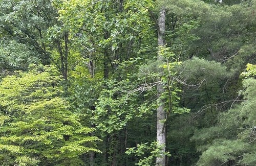 Franklin RV Rental | Tentrr Signature Site - The Ruby Creek Inn 1