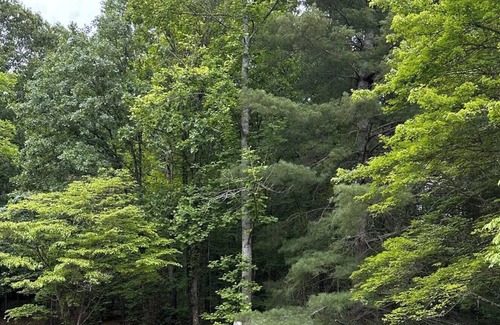 Franklin RV Rental | Tentrr Signature Site - The Ruby Creek Inn 2